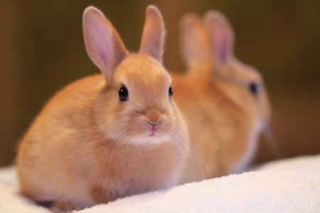 Bunnies - rabbit, animal, cute, rodent, orange, bunny, ginger