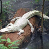 Albino Alligator