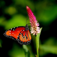 monach butterfly