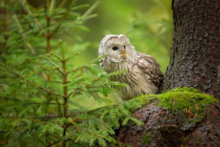 owl - nature, forests, trees, animals, owls, photography, green, birds