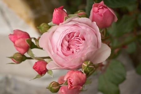 lovely pink rose with buds - nature, pink rose, buds, flowers