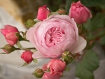 lovely pink rose with buds