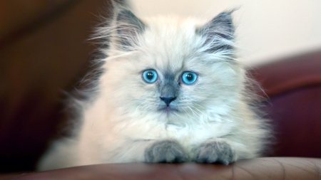 Kitten - paw, cat, blue eyes, pisici, kitten, white, animal, sweet, cute