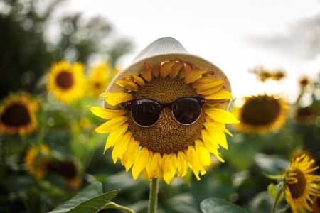 :-) - sunflower, vara, hat, yellow, anna kovaleva, summer, funny, sunglasses