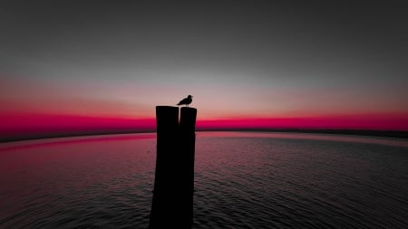 Sunset - silhouette, sunset, pillar, bird