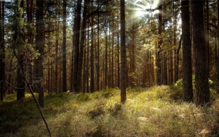 Forest in Latvia - sunbeams, latvia, forest, trees