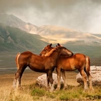 Horses love