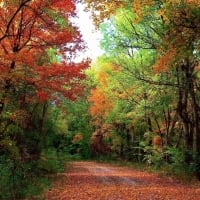 Autumn forest