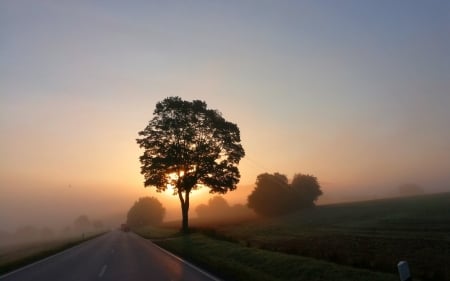 Sunrise in Germany - trees, Germany, mist, road, landscape, sunrise