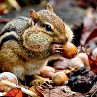 Chipmunk Acorns