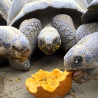 Giant Tortoises Devour Pumpkin