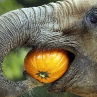 Elephant With Pumpkin