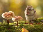 Hungry Chipmunk