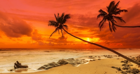 Orange sky - beach, palm trees, nature, waves