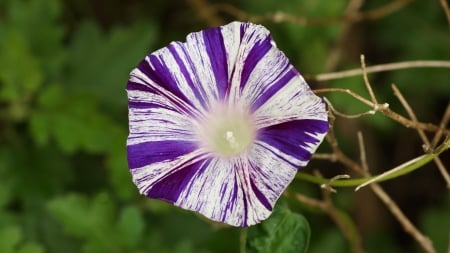 Ipomoea nil - Asagao, Pansy, Flowers, Morning glory, Ipomoea nil, Violet, White, 3840x2160, 4K, Flower