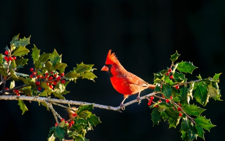 Little Bird - nature, red, branch, berries, bird