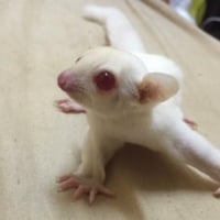 Albino Sugar Glider