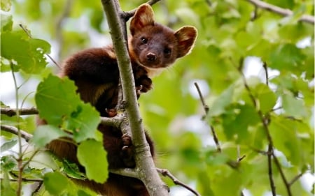 Marten on Tree - animal, tree, latvia, marten