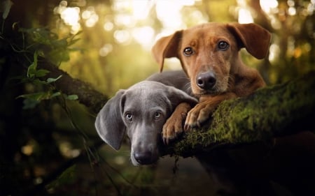 Dogs - dogs, tree, forest, animals