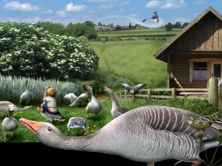 Geese - geese, house, animal, farm