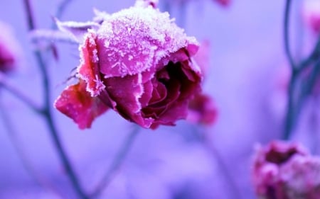 Frozen Heart - Frozen, Heart, Nature, Flowers