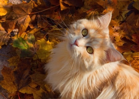 Cute Kitten - cat, leaves, look, autumn