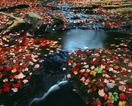 fall leaves stream - fall, nature, rivers, stream, leaves