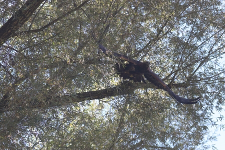 Golden eagle - eagle, nature, bird of prey, animals