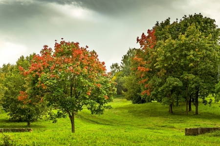 green nature - beauty, nature, sky, trees, photography, green