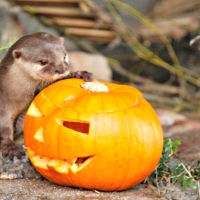 Otter Pumpkin at Zoo