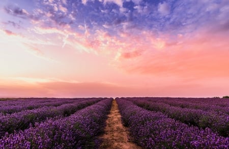 Lavender Field - clouds, dawn, lavander, field, pink, sky