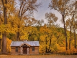 Cabin in the Forest