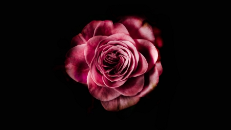 Rose - black, ciara hillyer, trandafir, rose, flower, pink