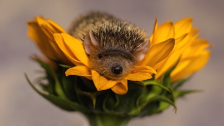 Hedgehog - sunflower, baby, yellow, hedgehog, arici, sweet, cute, flower