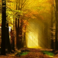 Golden autumn rays