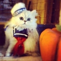 cat with pumpkin