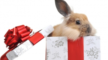 Hase - Geschenk, Hase, Kaninchen, Deutschland