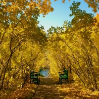 Autumn Park Benches