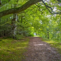 Beautiful Forest Landscape