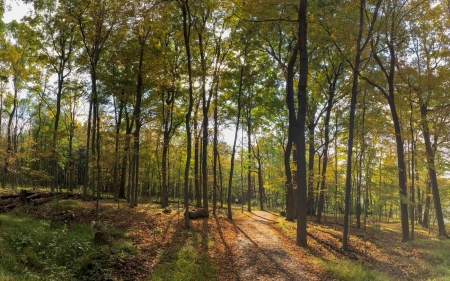 Peace Valley Park - path, trees, forest, park