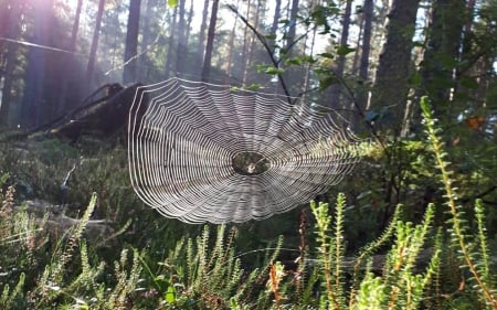 Cobweb in Forest - spider, web, Latvia, nature, forest