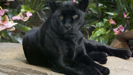 Panther - stein, deutschland, schwarz, panther