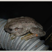 MANIACAL CACKLE FROG