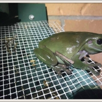 GREEN FROG