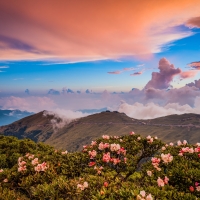 Flowery Mountain Landscape