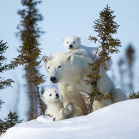 Polar Bear Family in Winter