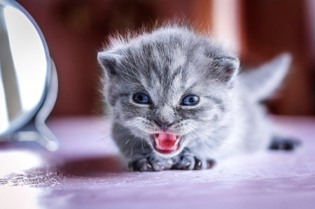 Kitten - grey, cat, pink, pisici, sweet, cute, kitten