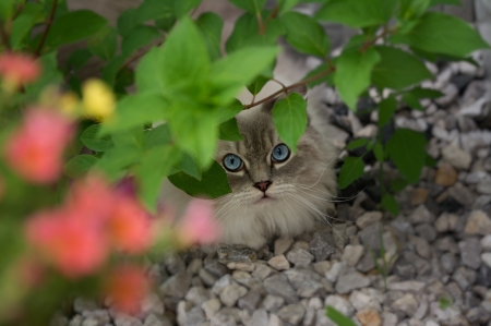 :-) - kitten, green, eyes, pisici, leaf, cat