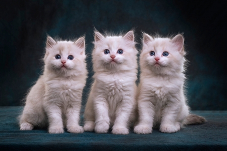 Kittens - trio, cat, pisici, animal, sweet, cute, kitten