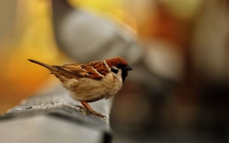 Sparrow - animal, sparrow, nature, bird